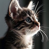 渔夫的头像专注工具资源与实战教程胖猫小栈